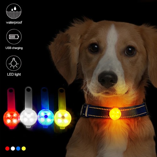 Rechargeable dog collar - dog, light